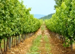 Midalidare’s grape varieties: Sauvignon Blanc - The variety and the terroirs