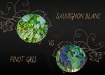 Sauvignon Blanc vs Pinot Gris