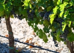 Midalidare’s Grape Varieties: Syrah in a nutshell