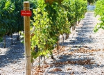 Midalidare’s grape varieties: Mourvedre - The terroir
