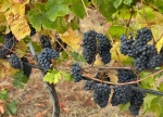 Midalidare’s grape varieties: Pinot Noir in a nutshell