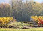 Midalidare’s grape varieties: Meunier - The variety and the terroirs