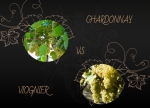 Chardonnay vs Viognier