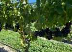 Pinot Noir in Central Otago